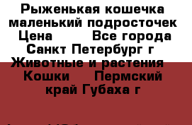 Рыженькая кошечка маленький подросточек › Цена ­ 10 - Все города, Санкт-Петербург г. Животные и растения » Кошки   . Пермский край,Губаха г.